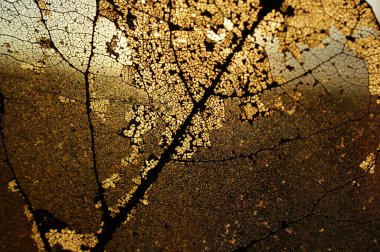 Sonbahar yaprağı şeffaf şeffaf gün ışığı sabah güneşi altın rengi sonbahar