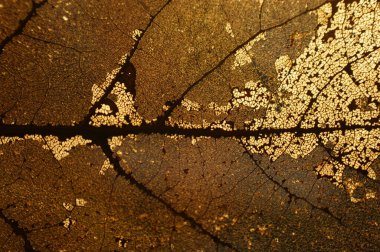 Sonbahar yaprağı şeffaf şeffaf gün ışığı sabah güneşi altın rengi sonbahar