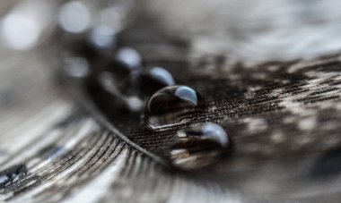 Su sırayla gri sülün tüyüne düşer. Taş bir yüzeyde yakın çekim makrosu.