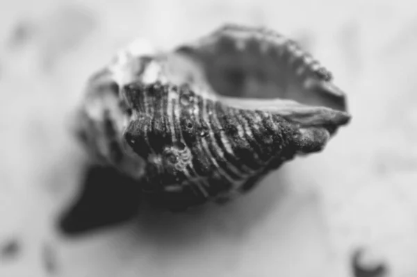 黒と白の貝殻が渦巻き — ストック写真