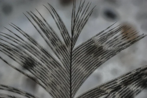 Gray Pheasant Feather Shines Closeup Macro — Stock Photo, Image