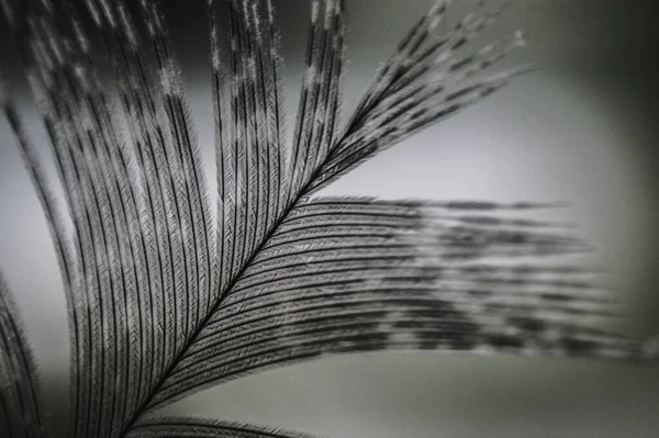 Gray Pheasant Feather Shines Closeup Macro — Stock Photo, Image