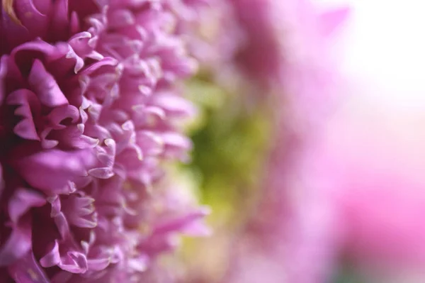 Pembe Çiçek Yakın Plan Kasımpatı Tek Çiçek — Stok fotoğraf