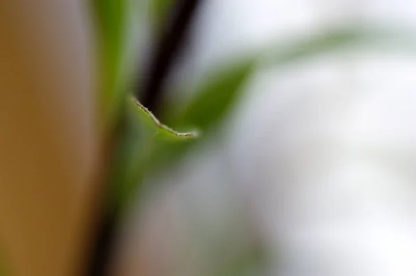 Grüne Blatt Blume Stiel Nahaufnahme Abstraktion Abstrakt Einzigen Rand — Stockfoto