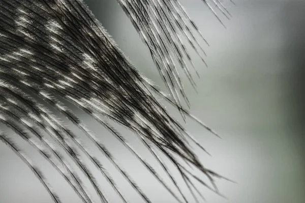 Gray Pheasant Feather Shines Closeup Macro — Stock Photo, Image