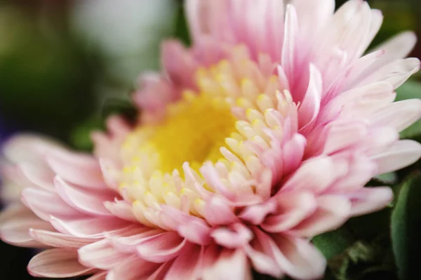 Pembe Çiçek Yakın Plan Kasımpatı Tek Çiçek — Stok fotoğraf