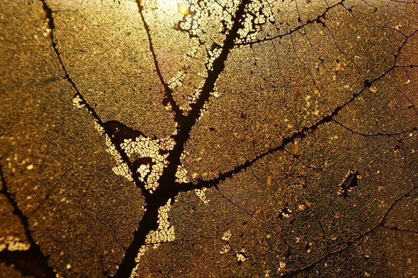 Sonbahar yaprağı şeffaf şeffaf gün ışığı sabah güneşi altın rengi sonbahar