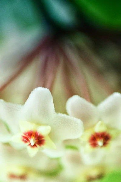 Beyaz Hoya Çiçeği Demet Çiçek Yakın Çekim — Stok fotoğraf