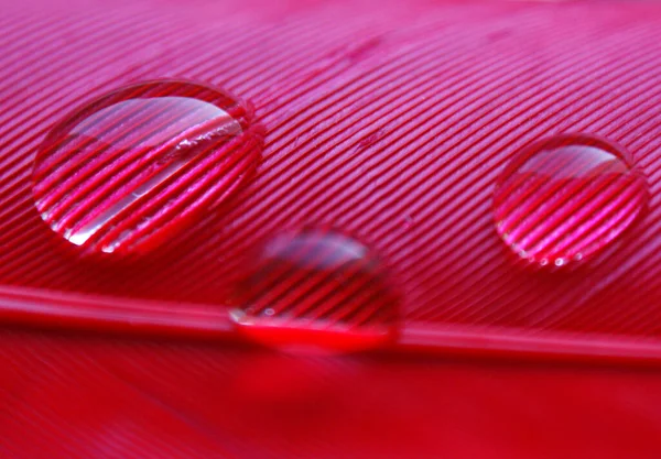 Water Druppels Een Rij Roze Rode Eendenveer Close Macro Licht — Stockfoto