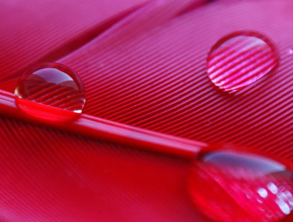 Water Drops Row Pink Red Duck Feather Closeup Macro Light — Stock Photo, Image