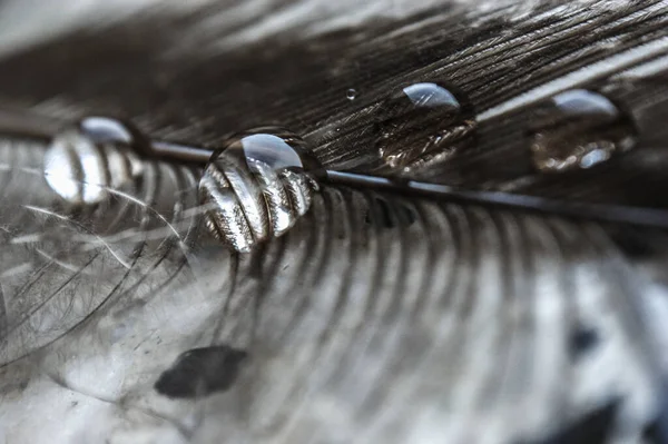Wassertropfen Einer Reihe Auf Der Grauen Fasanenfeder Nahaufnahme Makro Auf — Stockfoto