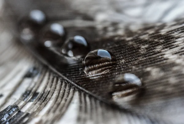 Gotas Água Sucessivamente Macro Close Pena Faisão Cinza Uma Superfície — Fotografia de Stock