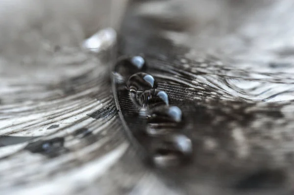 Wassertropfen Einer Reihe Auf Der Grauen Fasanenfeder Nahaufnahme Makro Auf — Stockfoto