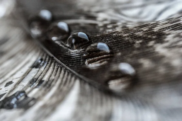 Water Drops Row Gray Pheasant Feather Closeup Macro Stone Surface — Stock Photo, Image