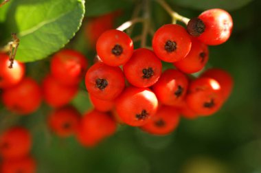 Rowan Dağı 'nın kırmızı portakal meyvesi. Bir grup kül yeşil yapraklı ağaçta olgunlaşmış.