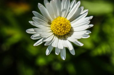 Çayırdaki papatya çiçeği, yeşil yaprakların yakın plan görüntüsü.