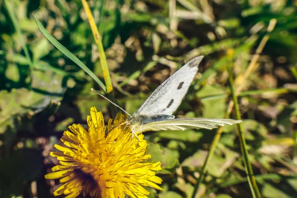 ピエリスブラッシカ蝶昆虫カラフルな羽美しい動物 — ストック写真