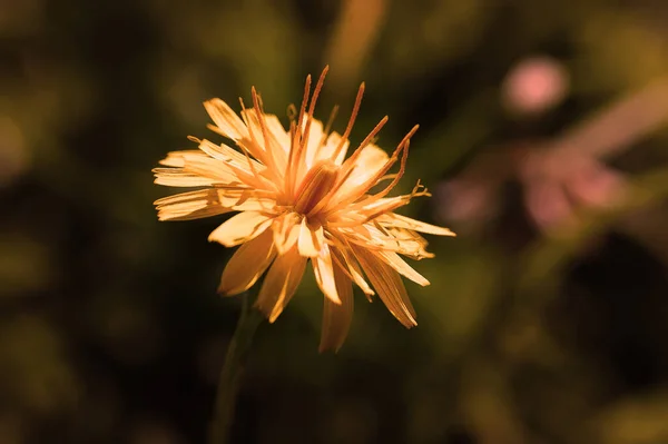 Hypochaeris Radicata Gelbe Blume Auf Der Wiese Nahaufnahme Der Grünen — Stockfoto