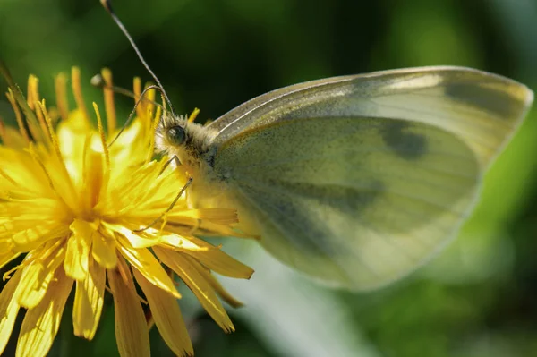 Pieris Brassicae Schmetterling Insekt Bunte Flügel Auf Gelben Sau Distel — Stockfoto