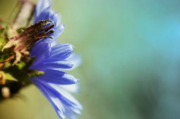 Fleur Sur Pré Gros Plan Des Feuilles Vertes Développé — Photo