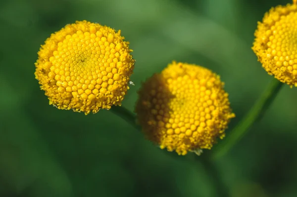 Tansy Žlutý Květ Louce Zblízka Zelené Listy Vyvinuté — Stock fotografie