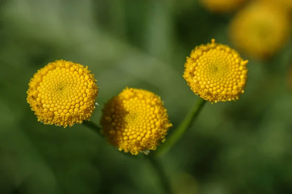 Tansy Žlutý Květ Louce Zblízka Zelené Listy Vyvinuté — Stock fotografie