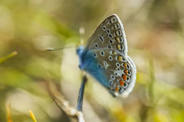 Scarse Grandi Ali Colorate Insetti Farfalla Blu Bellissimo Animale — Foto Stock