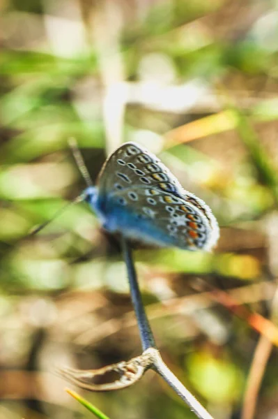 Rare Grand Papillon Bleu Insectes Ailes Colorées Bel Animal — Photo