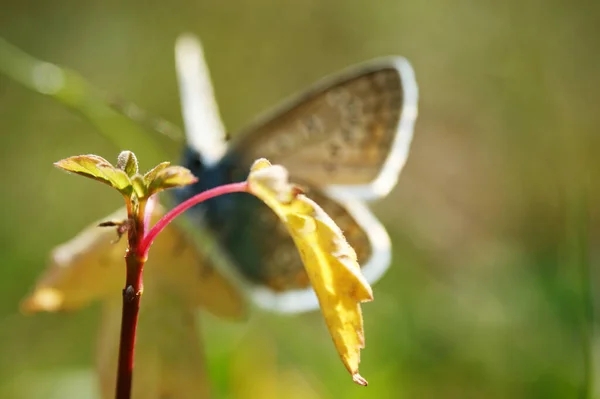 Rare Grand Papillon Bleu Insectes Ailes Colorées Bel Animal — Photo