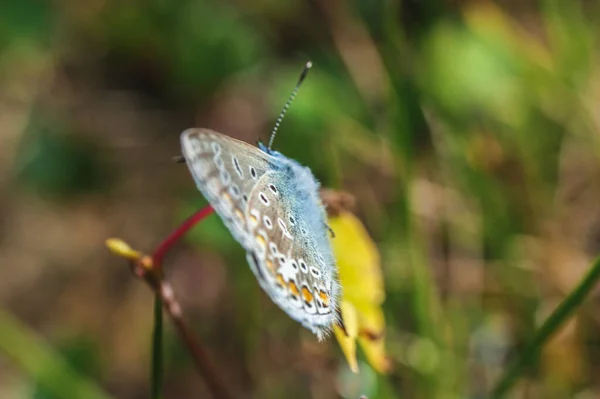 Seltene Große Blaue Schmetterling Insekt Bunte Flügel Schönes Tier — Stockfoto