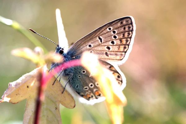 Seltene Große Blaue Schmetterling Insekt Bunte Flügel Schönes Tier — Stockfoto