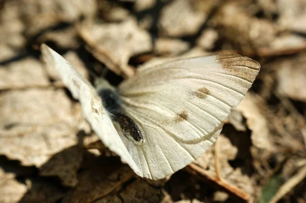 Pieris Brassicae Motyl Owad Kolorowe Skrzydła Piękne Zwierzę — Zdjęcie stockowe