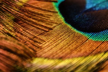 tavuskuşu tüyü tavus kuşu gözü yakın plan renkli gökkuşağı