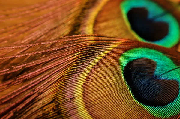 Pfauenauge Pfauenauge Nahaufnahme Bunter Regenbogen — Stockfoto