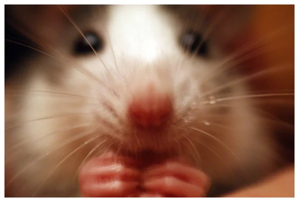 Close Zoogdier Rat Snuit Huisdier — Stockfoto