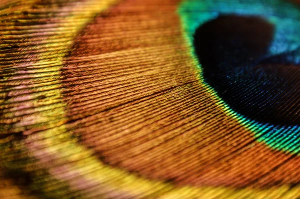 Pfauenauge Pfauenauge Nahaufnahme Bunter Regenbogen — Stockfoto