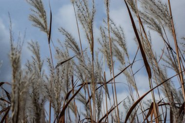 phragmitler mavi gökyüzünde çimenlik bir çayırda yaygın sazlıklar