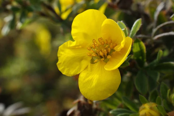 yellow single potentilla flower shrub bush five petals