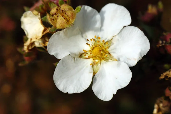 Белый Одиночный Potentilla Цветок Кустарник Пять Лепестков — стоковое фото