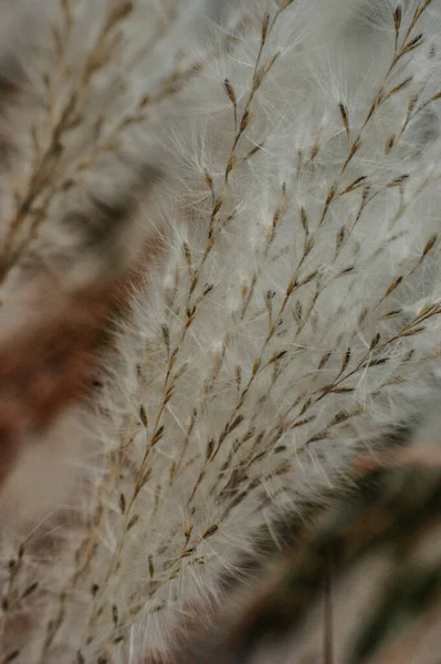 Melica Plant Een Weide Van Het Gras Een Tuin Park — Stockfoto