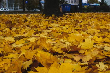 Sarı sonbahar renklendirilmiş kuru yapraklar şehrin kaldırımlarındaki çimenlikte bir grup halinde uzanıyorlar.
