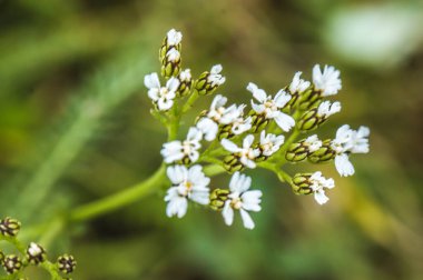 yarrow achillea milleyum beyaz çiçek başları tek dal