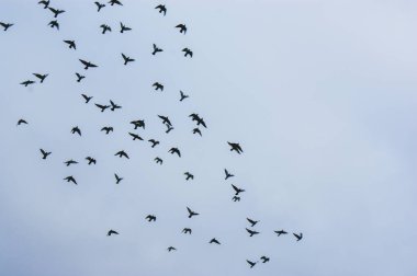 Kara kuş sürüsü yaz aylarında gökyüzü arka planında bulutlu bir grup hayvan.