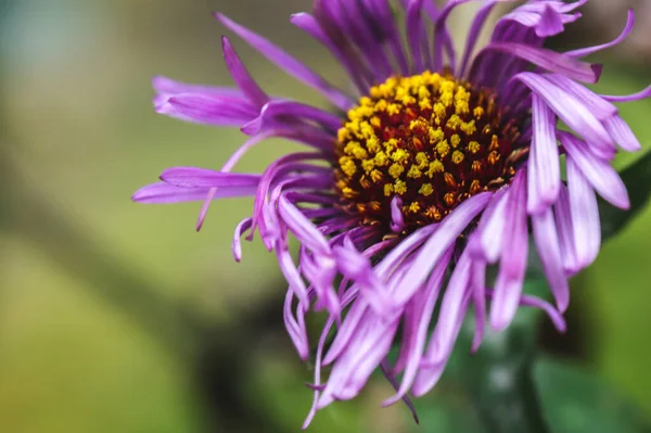 Rosa Violeta Roxo Aster Gênero Flor Cabeça Jardim Parque Verde — Fotografia de Stock