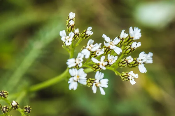ヤローアキラミレフォリウム白多くの花の頭単枝 — ストック写真