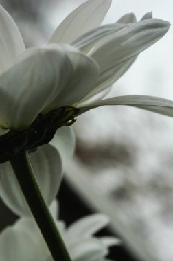 Çiçeğin baş kısmından tek bir çiçek, sanatsal açıdan soyut bir arkaplan.