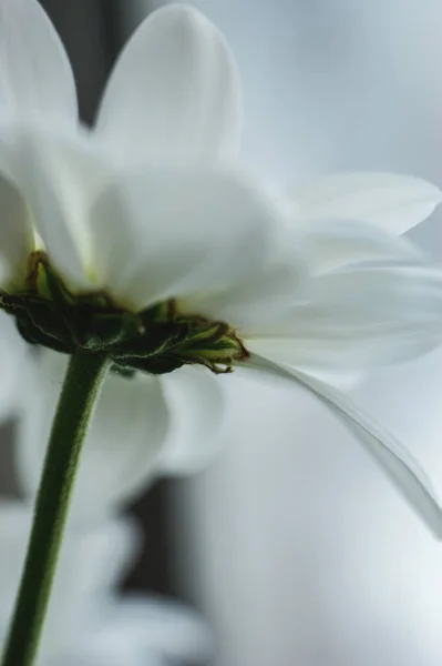Белый Цветок Астер Один Цветок Головы Цветка Светлый Художественный Абстрактный — стоковое фото