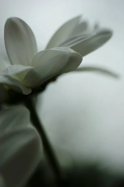 Fehér Őszirózsa Virág Egyetlen Virág Alulról Virág Fej Fény Művészi — Stock Fotó