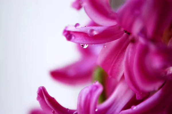Kapalı Pembe Sümbül Çiçeği Taç Yaprakları Damlaları Çiy Damlaları — Stok fotoğraf