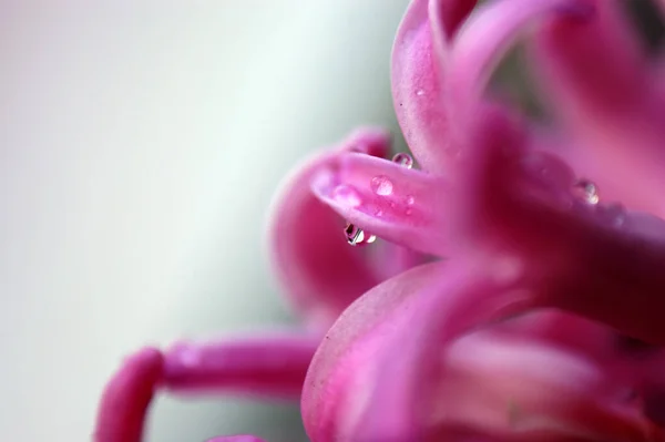 ピンクのヒヤシンスの花びらの水が露を落とし — ストック写真